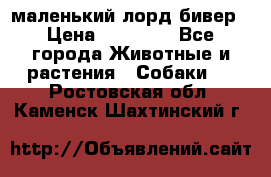 маленький лорд бивер › Цена ­ 10 000 - Все города Животные и растения » Собаки   . Ростовская обл.,Каменск-Шахтинский г.